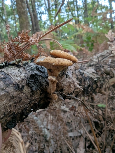 tuberous polypore