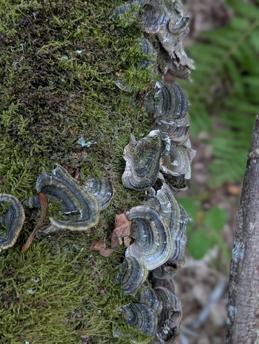 turkey-tail