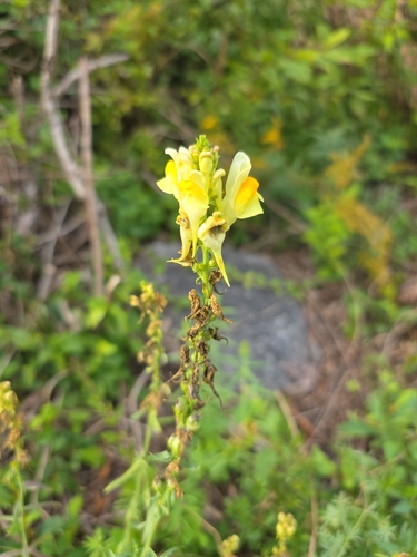 common toadflax