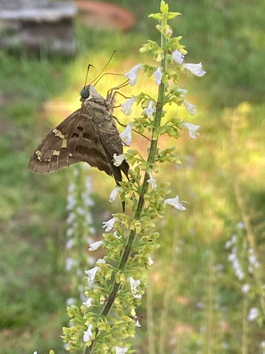 Long-tailed Skipper