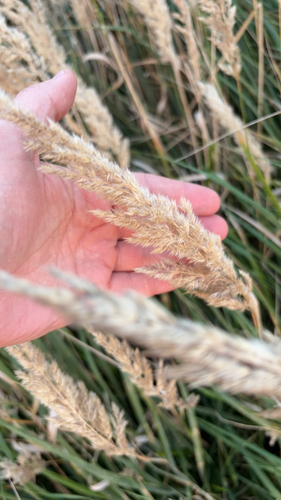 Bushgrass