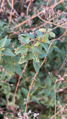 great stinging nettle