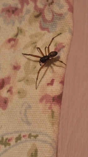 Noble False Widow