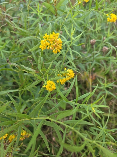 flat-topped goldenrod