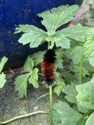 Isabella Tiger Moth