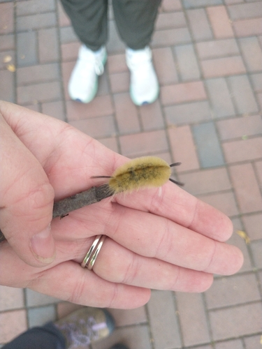 Banded Tussock Moth