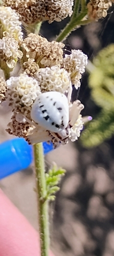 White-banded Crab Spider