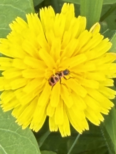 Spotted Pink Lady Beetle
