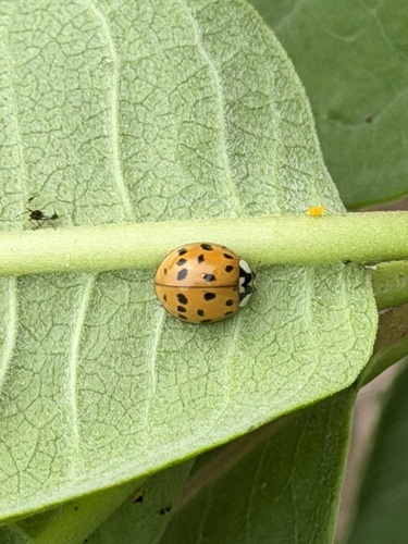 Asian Lady Beetle