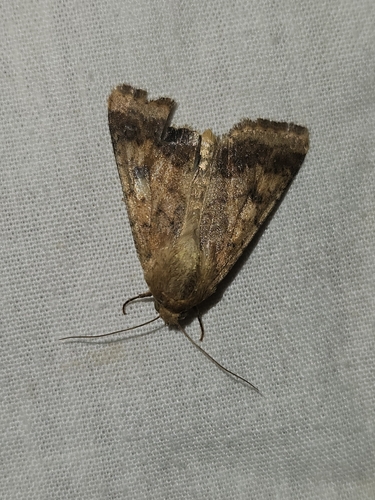 Cotton Bollworm Moth
