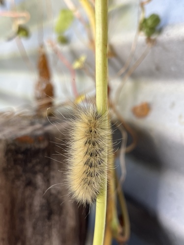 Virginian Tiger Moth