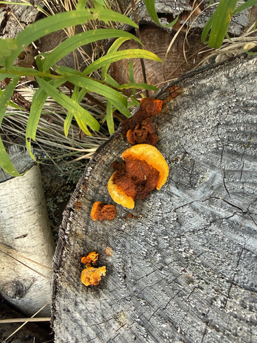 Conifer Mazegill