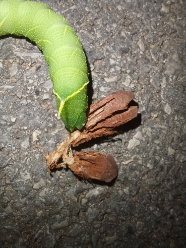 Poplar Hawkmoth