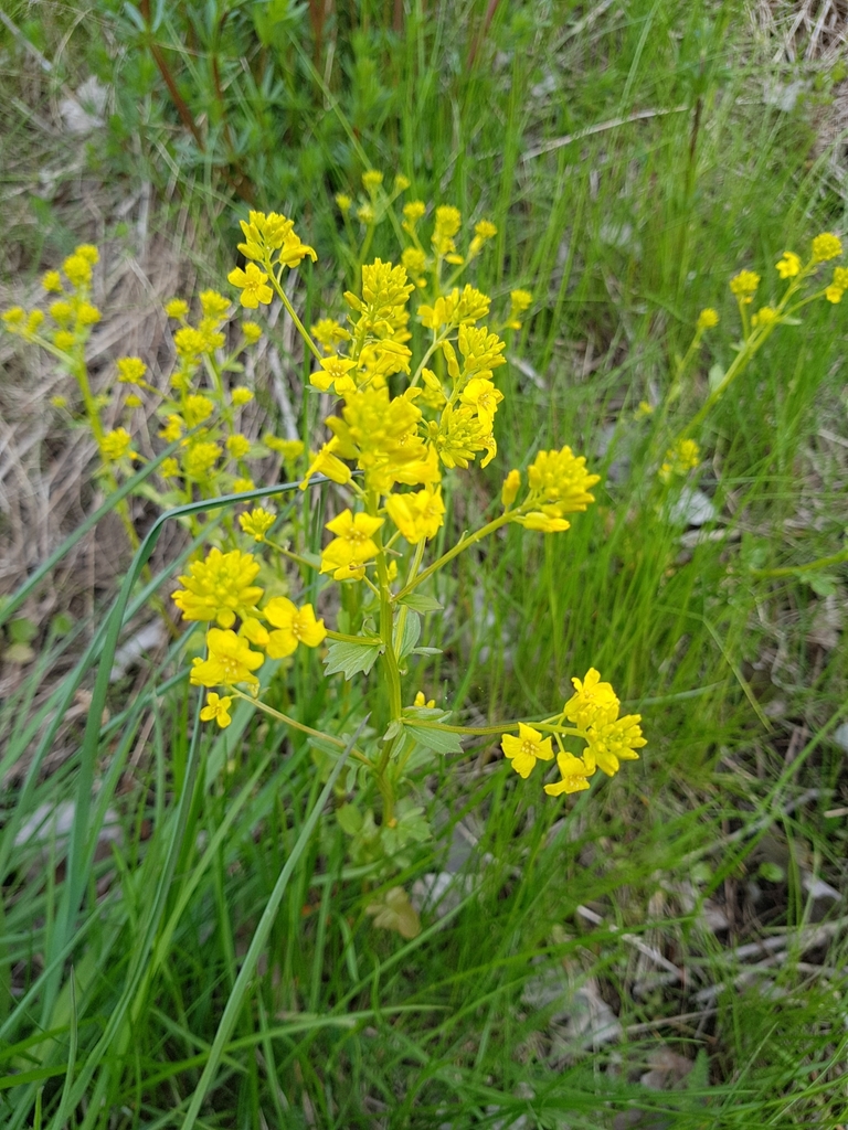 bitter wintercress from 00610 Helsinki, Suomi on May 19, 2020 at 04:18 ...