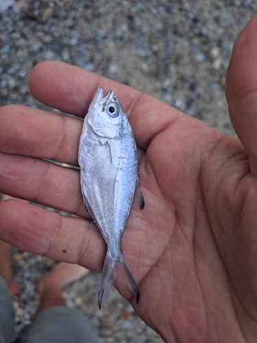 Pompano