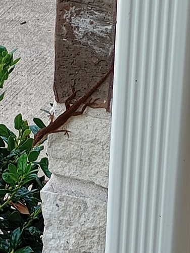 Green Anole