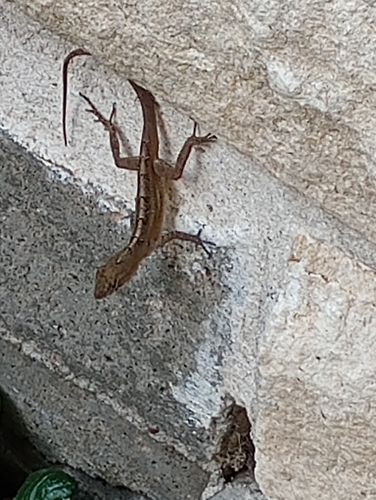 Brown Anole