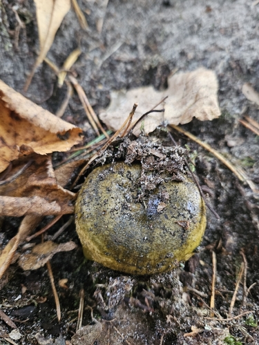 Ugly Milkcap
