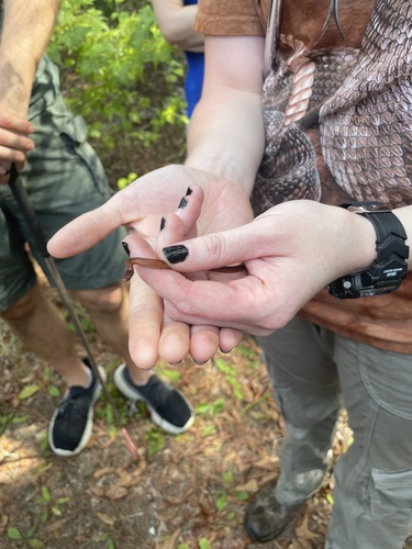 Northern Redbelly Snake