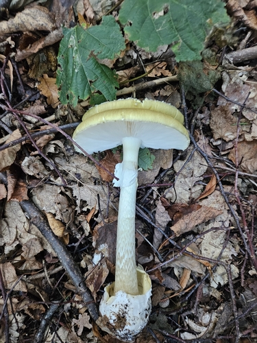 Deathcap