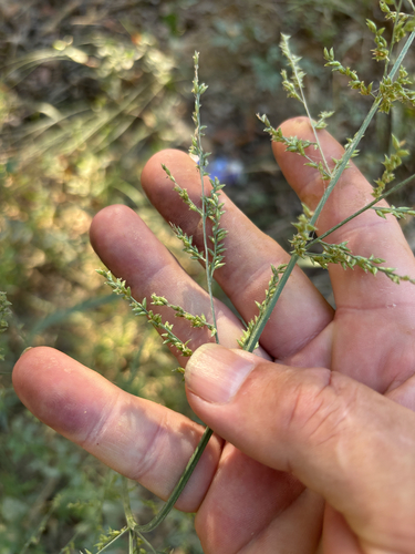 beaked panicum