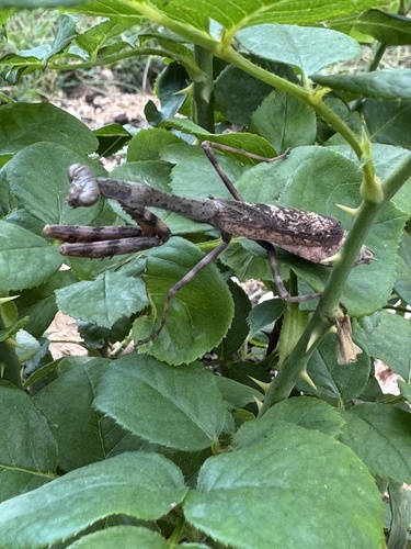 Carolina Mantis