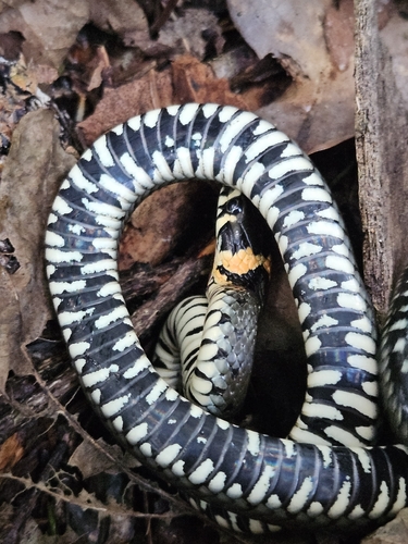 grass snake