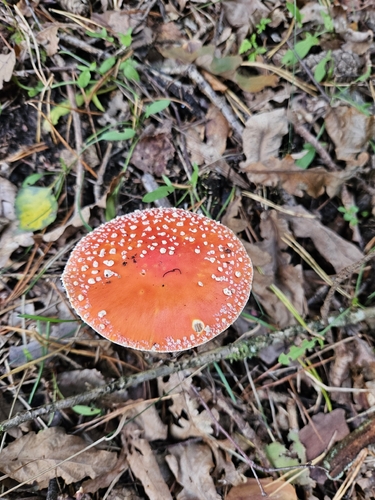 Fly Agaric