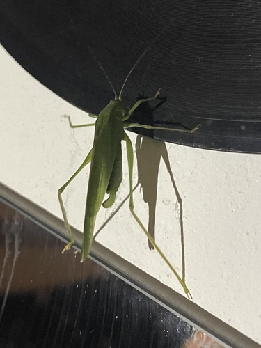 Mediterranean Katydid