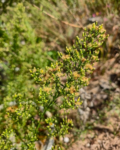 horseweed