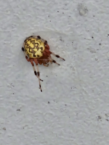 Marbled Orbweaver
