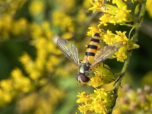Banded Thintail