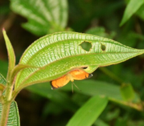 Phaenochitonia florus