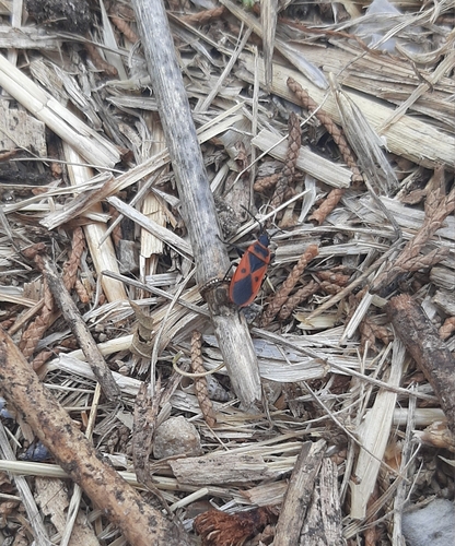 Mediterranean red bug
