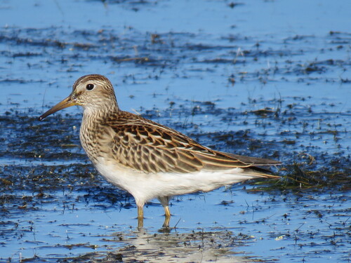 Pectoral Sandpiper