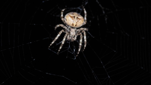 Angular Orbweaver Spider