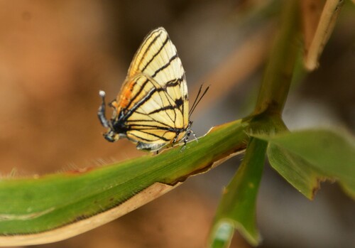 Arawacus meliboeus