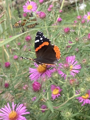 Red Admiral