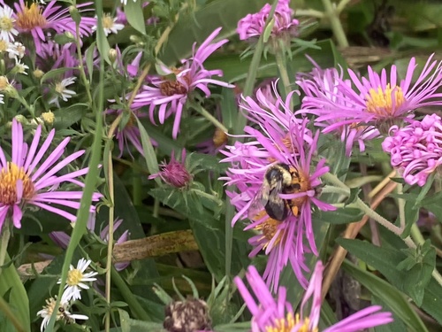 Common Eastern Bumble Bee