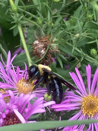 Eastern Carpenter Bee