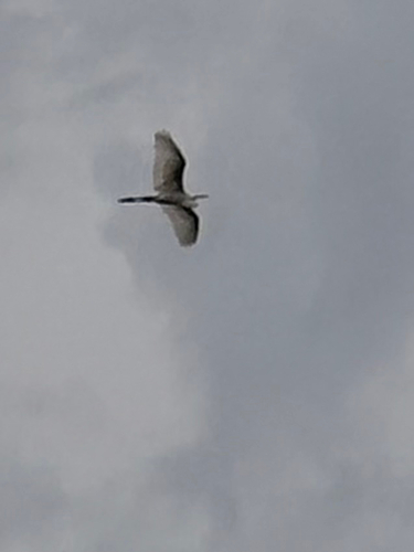Great Egret