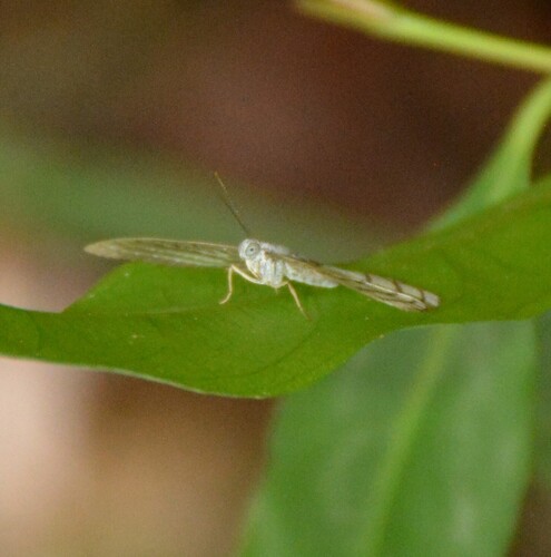 Leucochimona icare