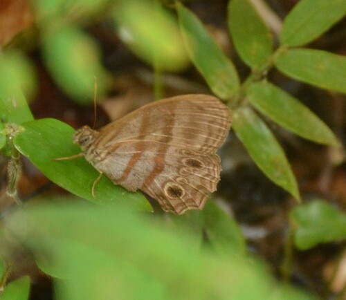 Blue-gray Satyr