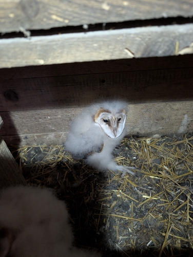 Western Barn Owl