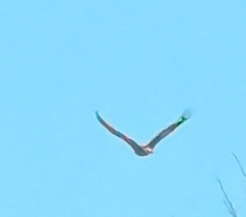 Bald Eagle