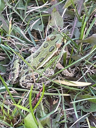 Northern Leopard Frog