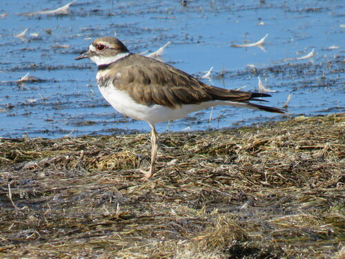 Killdeer