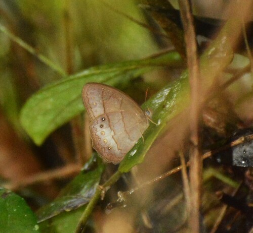 Taygetina oreba