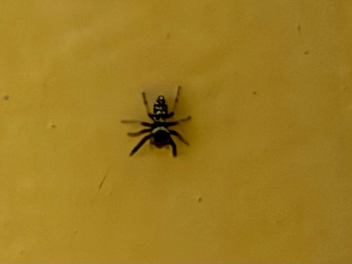 Golden Jumping Spider