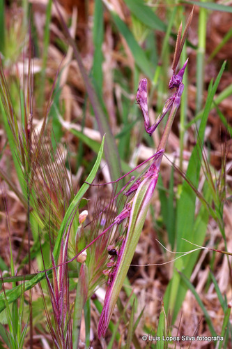 Mediterranean Conehead Mantis